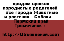 продам щенков породистых родителей - Все города Животные и растения » Собаки   . Пермский край,Гремячинск г.